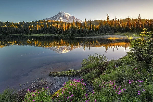 Mt. Rainier reflected in Reflection Lakes with Wildflowers at front, Nationalpark Mt. Rainier, North West, Washington State, USA