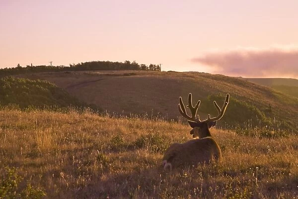 Mule Deer, Waterton Lakes National Park, Alberta, Rockies, Canada