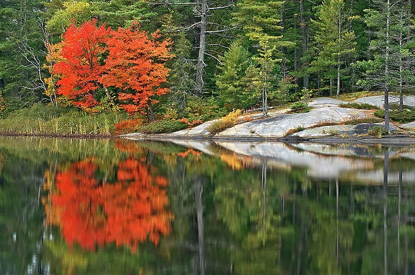 Muskoka (Adirondack) chairs and Red maple tree (Acer rubrum) at Grundy Lake Grundy Lake Provincial Park, Ontario, Canada