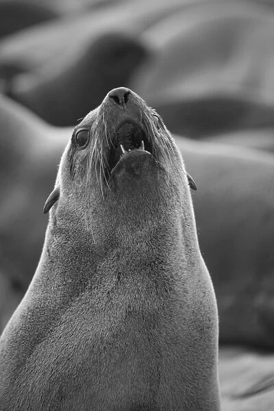 Namibia, A barking Cape Fur Seal. One of a colony of thousands