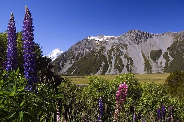 New Zealand, South Island, Mackenzie Country