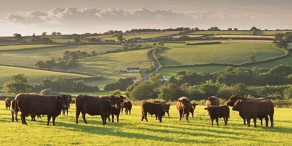 North Devon Red Ruby cattle herd grazing in the rolling countryside, Black Dog, Devon, England