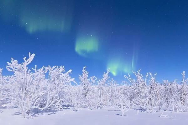 Northern lights turn green the night sky lit by the full moon. Riskgransen, Norbottens Ian