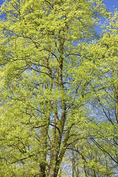 Norway maple in bloom - Germany, Bavaria, Upper Bavaria, Munich, Englischer Garten