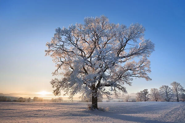 Oak with hoar frost in winter - Germany, Bavaria, Upper Bavaria, Weilheim-Schongau