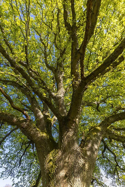 Oak Tree, North Downs, Guildford, Surrey, England, UK