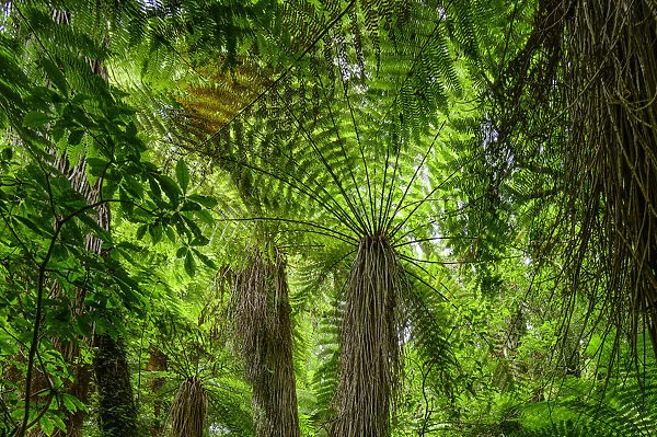 Oceania, New Zealand, Aotearoa, North Island, Tongariro National Park, fern tree