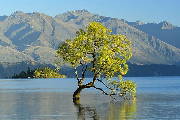Oceania, New Zealand, Aotearoa, South Island, Wanaka, Lake Wanaka, Tree in water
