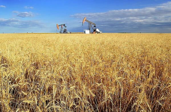 Oil pump jacks and wheat field Carlyle Saskatchewan, Canada