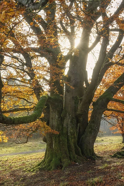 old autumnal beech tree at Unesco Biosphere reserve Rhoen, Rhoen, Bavaria, Germany
