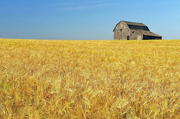 Old barn and barley crop near Trochu, Alberta, Canada