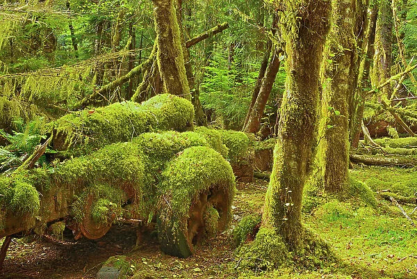 Old logging site where Sitka Spruce trees in the early 1940's were harvested for the construction of mosquito bombers for WW II. Louise Island, Haida Gwaii (formerly the Queen Charlotte Islands), British Columbia, Canada