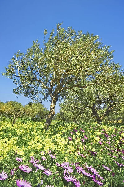 Olive grove with osteospermums and Bermuda buttercups - Greece, Crete, Lasithi, Zakros