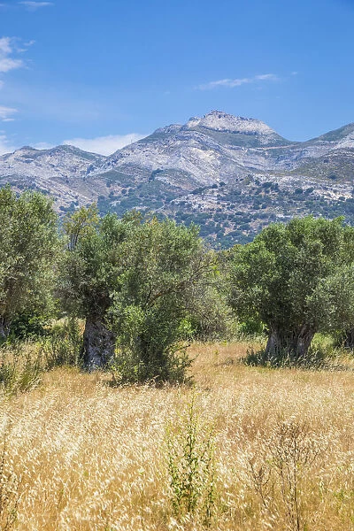 Olive trees near Halki village, Naxos, Cyclade Islands, Greece