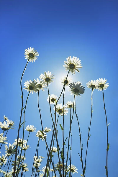 Oxeye daisy with sun - USA, Washington, Clallam, Sequim, east of - Olympic Peninsula