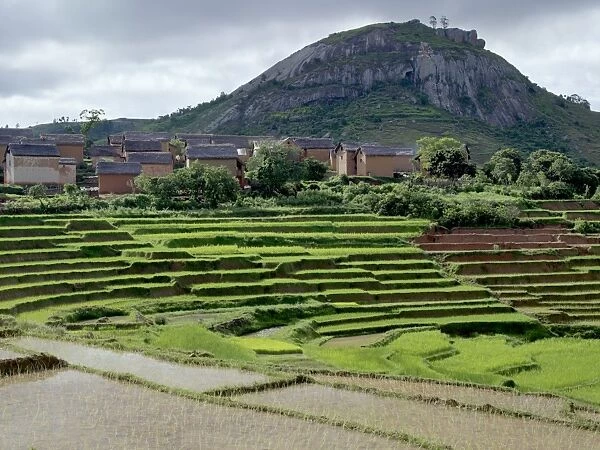 Paddy fields close to a small village near Fianarantsoa