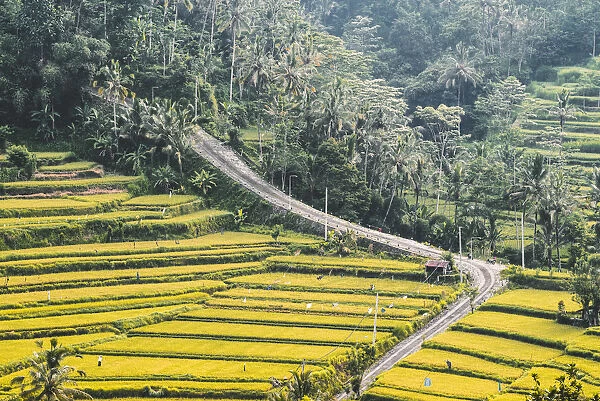 Paddy fields in Sidemen valley, Rendang, Karangasem Regency, Bali, Indonesia