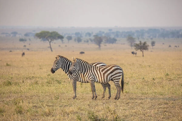 A pair of zebra in the Serengeti, Serengeti National Park, Tanzania