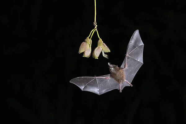 Pallass long-tongued Bat (Glossophaga soricina) feeding from Ox-eye vine (Mucuna spp