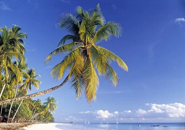 Palm tree and Beach