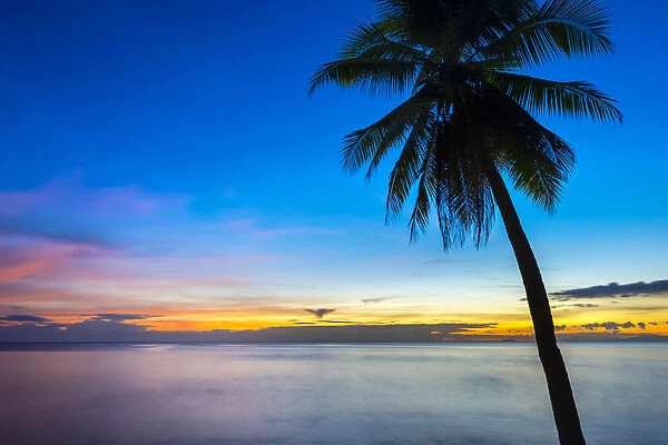 Palm tree at sunset on San Juan beach, San Juan, Siquijor Island, Central Visayas