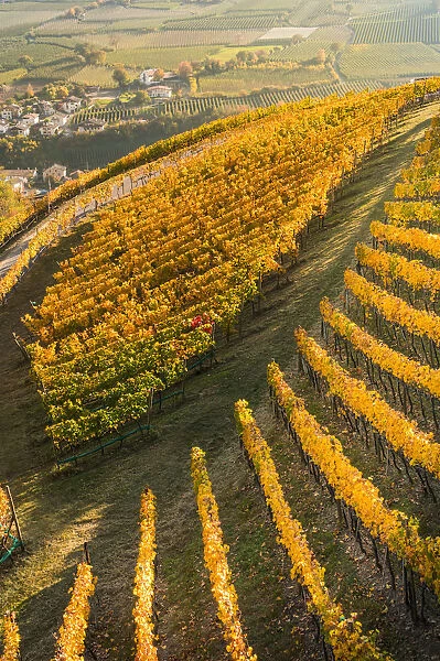 A panoramic view of Laces vineyards in autumn. Laces, Venosta valley, Bolzano, South Tyrol