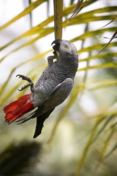 This parrot is known as the Papa Gaio do Principe