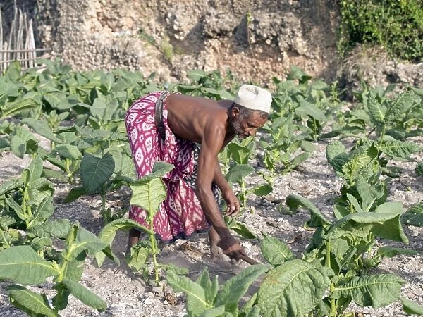A Pate farmer tends his tobacco crop among the coral