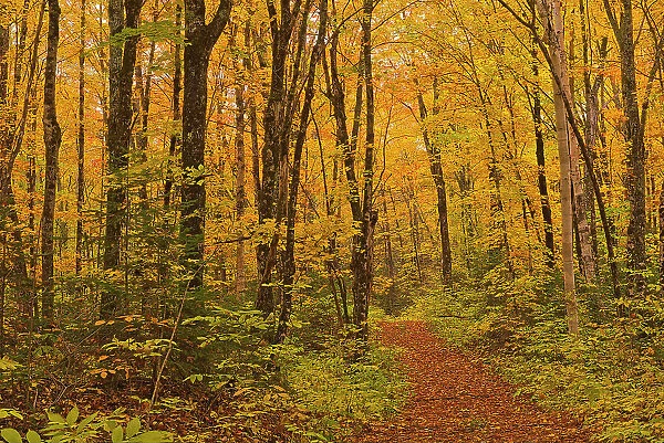 Path in the Acadian forest in autumn foliage. Aroostook, New Brunswick, Canada
