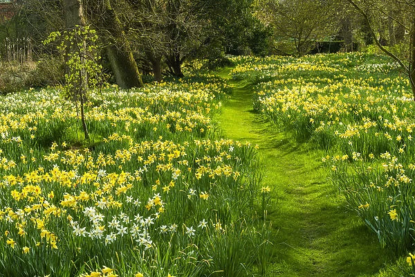 Path Through Daffodils, Hindringham Hall Gardens in Spring, Hindringham, Norfolk, England