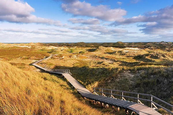 Path in dunes, Amrum island, National Park Schleswig-Holsteinisches Wattenmeer, Amrum island, North Sea, North Friesland, Germany, Europe
