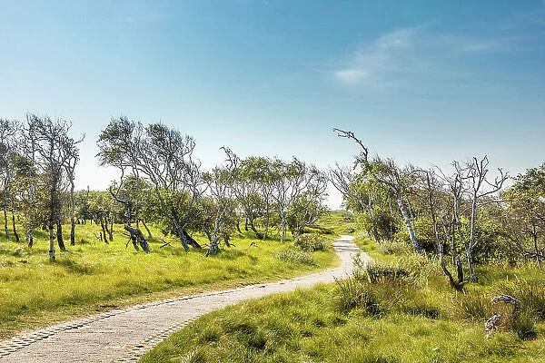 Path through the dunes with windblown birches, Norderney, East Frisian Islands, East Frisia, Lower Saxony, Germany