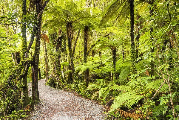 Path Through Tropical Rainforest, near Fox Glacier, New Zealand