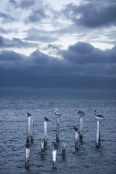 Pelicans, Caye Caulker, Belize