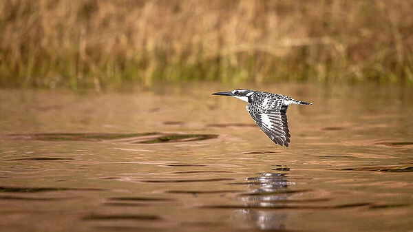 Pied Kingfisher, Chobe River, Botswana