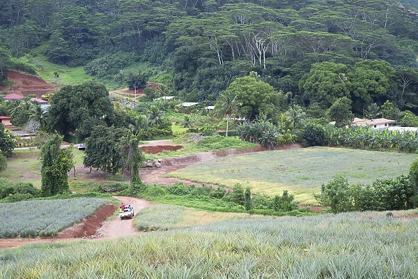 Pineapple plantation in Paopao Valley, Mo orea, Society Islands, French Polynesia