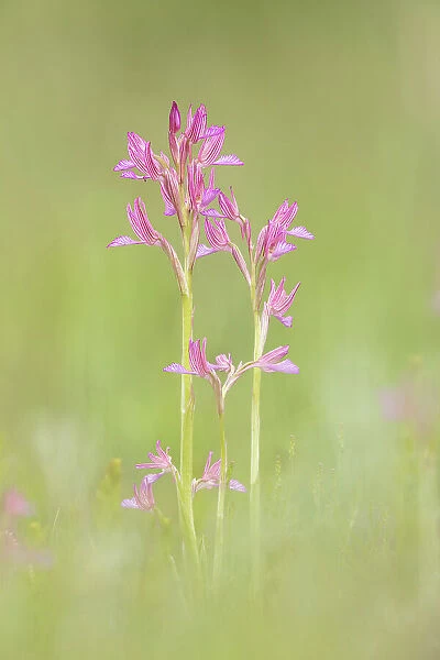Pink butterfly orchid (Anacamptis papilionacea), near Bratsigovo, Bulgaria