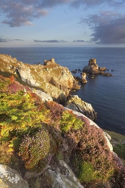 Pointe du Van, Brittany, France. Heather flowering illuminated by first sun rays