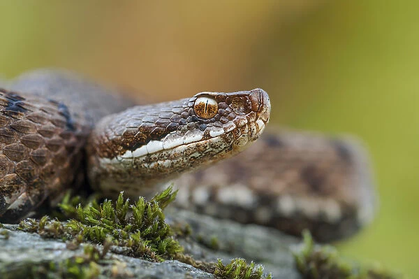 portrait of a viper