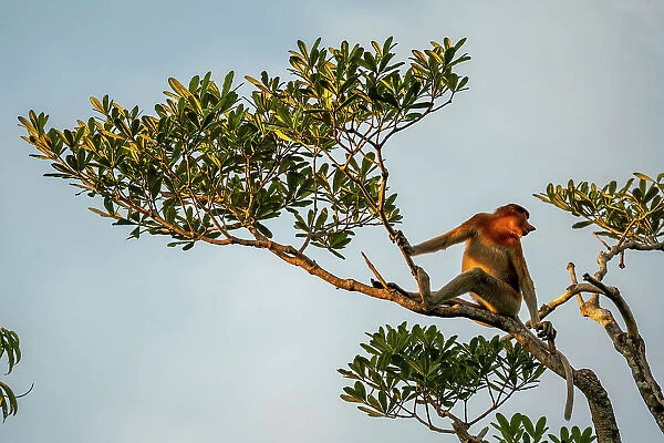 Proboscis monkey with it's unique long nose at Tanjung Puting, Borneo, Indonesia