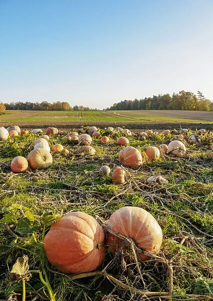 Pumpkins on a field, Niemienice-Kolonia, Lublin Voivodeship, Poland