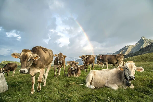 The rainbow frames a herd of cows grazing in the green pastures of Campagneda Alp