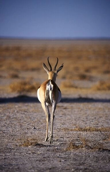 Rear view of gazelle walking away crossing