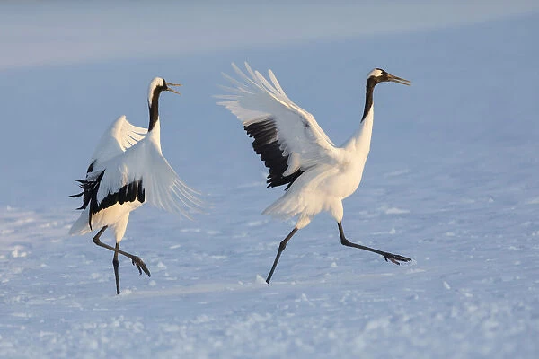 Red-crowned crane (Grus japonensis) courtship display with dancing and jumping, Hokkaido