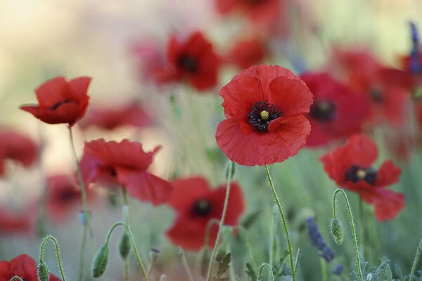 Red Poppy (Papaver), Sault, Plateau de Vaucluse, Alpes-de-Haute-Provence, Provence-Alpes-Cote d Azur, Provence, France