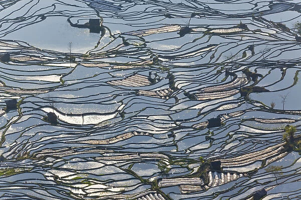 Reflections of water filled rice terraces, Yuanyang County, Honghe, Yunnan Province