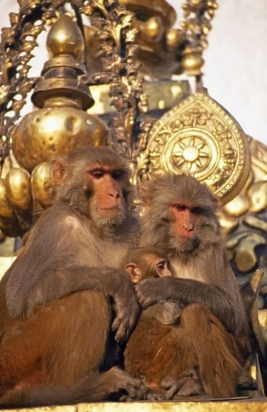 Rhesus macaques at Swayambhunath Stupa