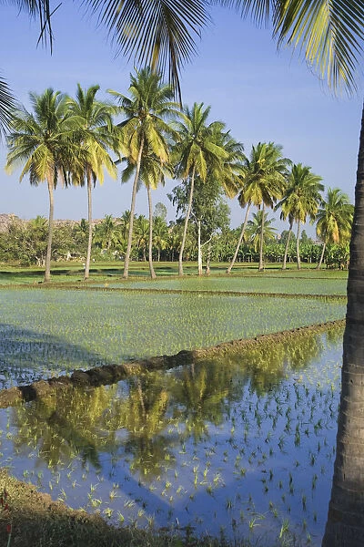 Rice Fields, Hampi, Karnataka, India