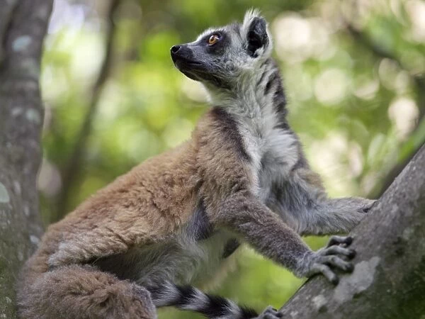 A ring-tailed lemur (Lemur catta) in the Canyon des makis