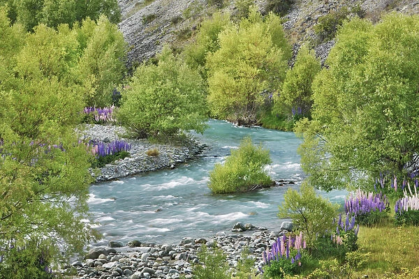 River landscape with willows and lupines - New Zealand, South Island, Canterbury